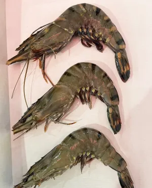 Australian Black Tiger Prawns
