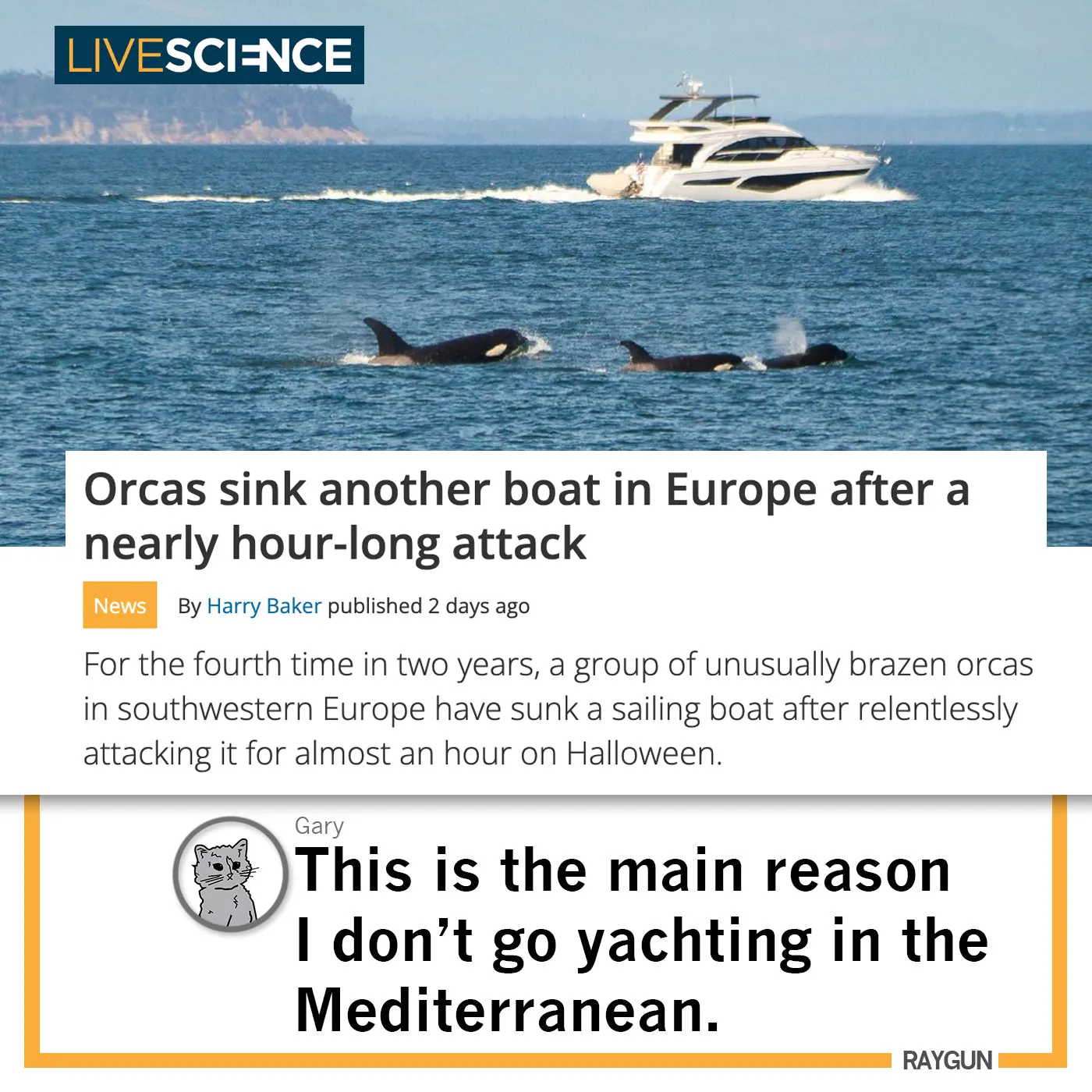 Orcas Don't Give AF