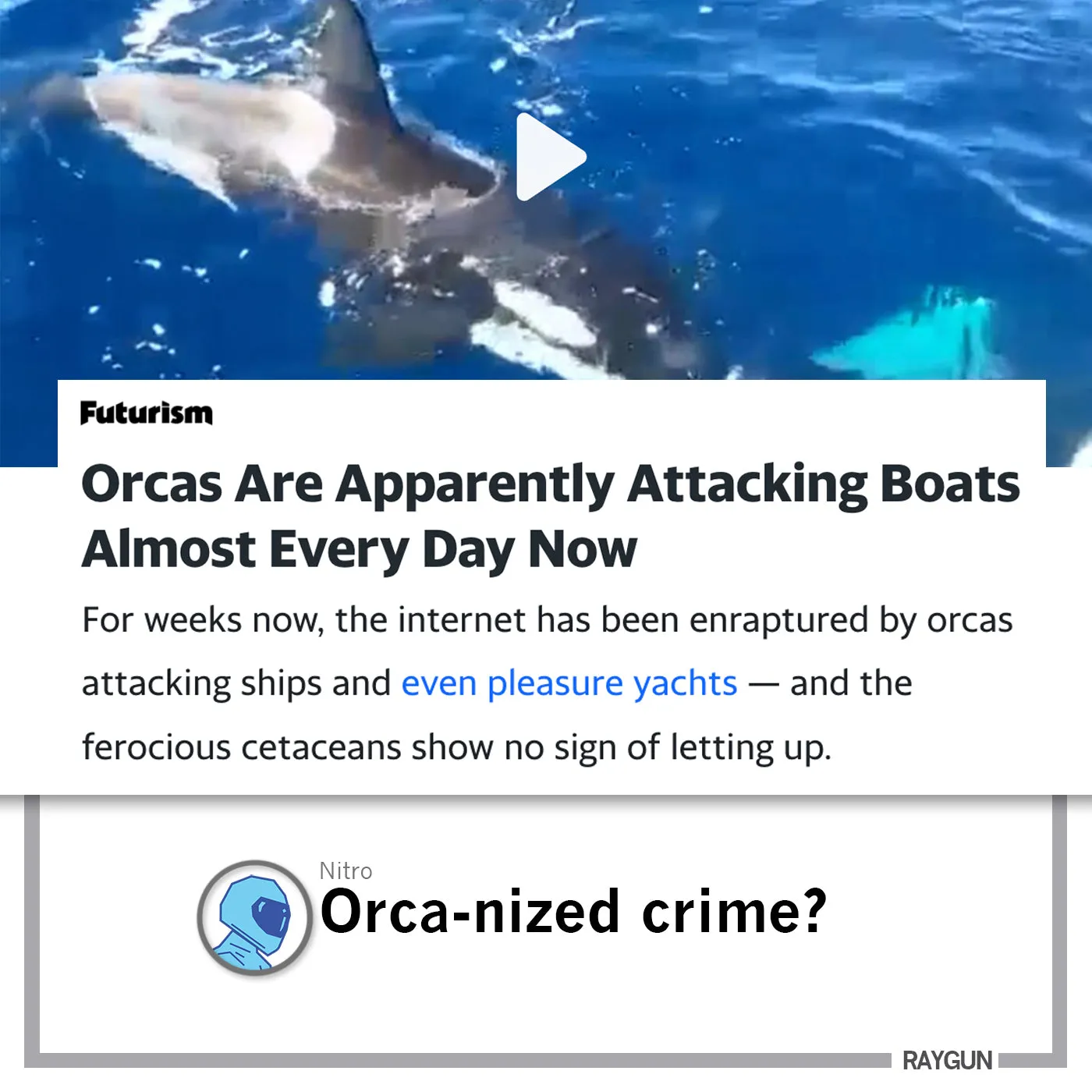 Orcas Don't Give AF