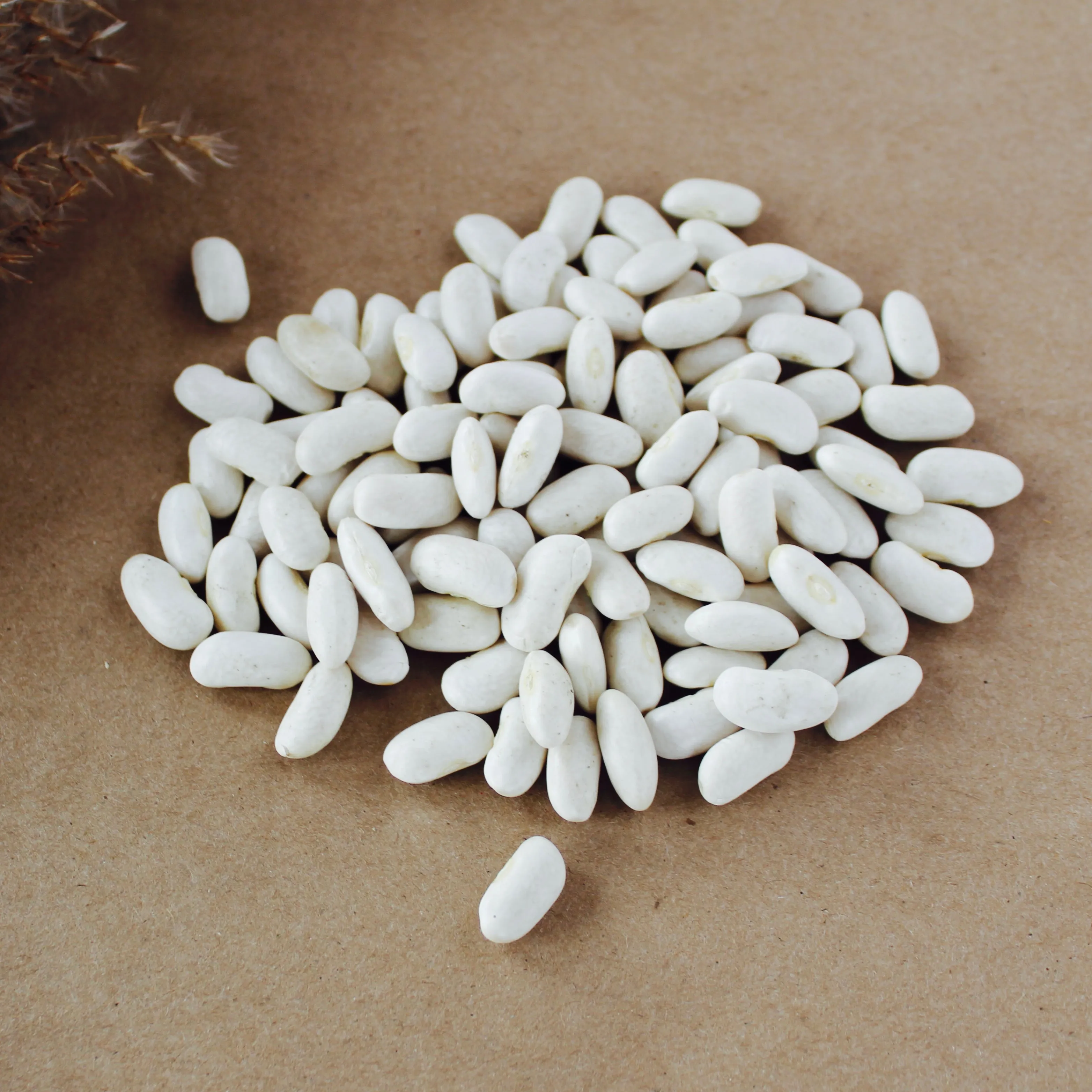 Organic White Kidney Beans