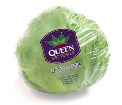 Queen Victory Iceberg Lettuce