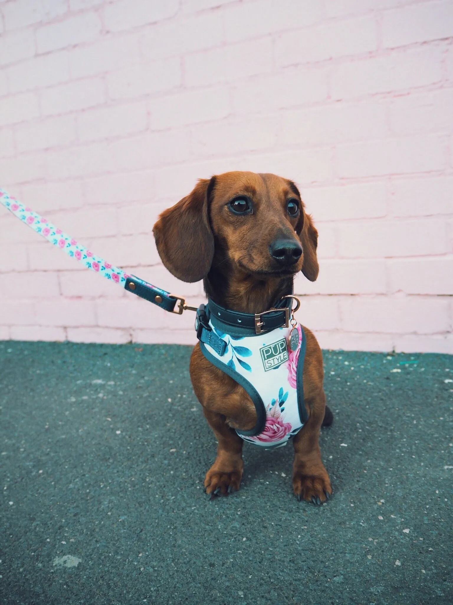 "Fresh Blooms" City Leash